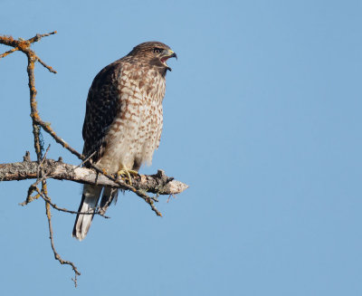 Red-shouldered Hawk, juvenile