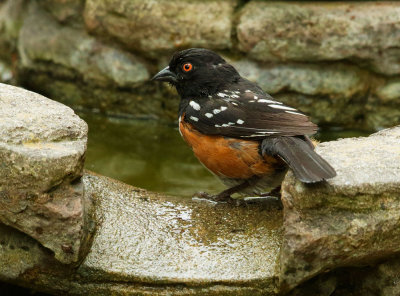 Spotted Towhee, male