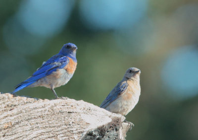 Western Bluebirds, pair