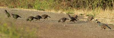 California Quail covey