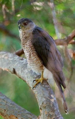 Cooper's Hawk