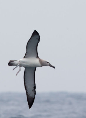 Salvin's Albatross