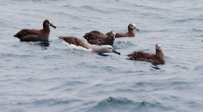 Salvin's Albatross, with Black-footed Albatrosses