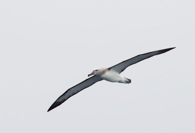 Salvin's Albatross