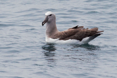 Salvin's Albatross, July 2014