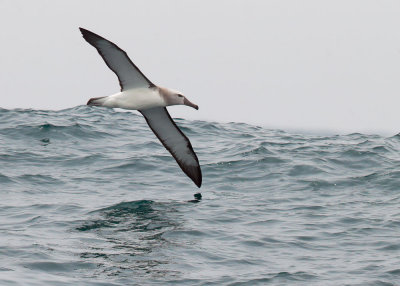 Birds -- Half Moon Bay Pelagic, July 26, 2014