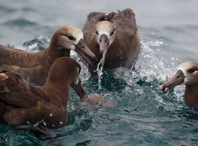 Black-footed Albatrosses, fighting over food