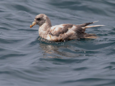 Northern Fulmar