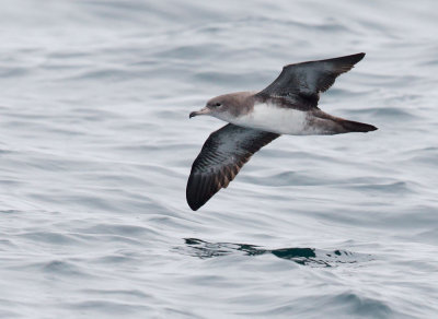 Pink-footed Shearwater