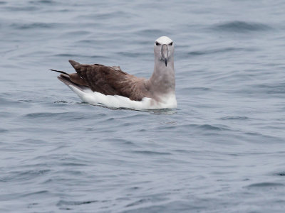 Salvin's Albatross