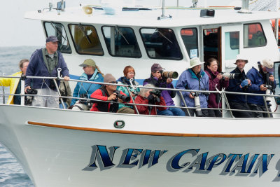 Shearwater Journeys at the Salvin's Albatross