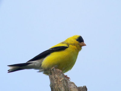 American Goldfinch, male