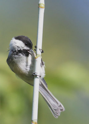 Black-capped Chickadee