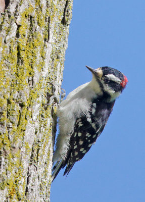 Downy Woodpecker, male