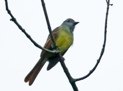 Great Crested Flycatcher