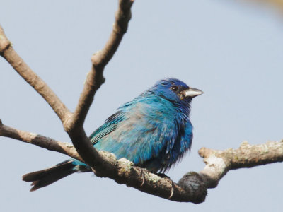 Indigo Bunting, male