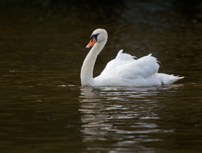 Mute Swan