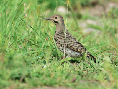 Northern Flicker, male Yellow-shafted