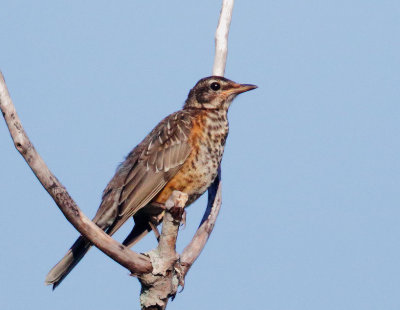 American Robin, juvenile