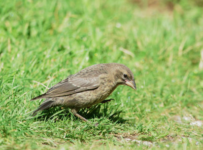 Brown-headed Cowbird, juvenile