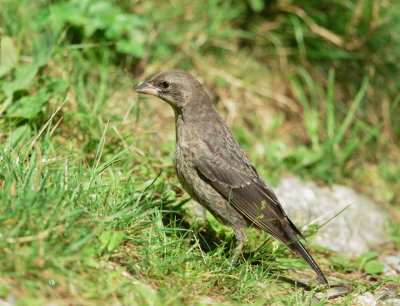 Brown-headed Cowbird, juvenile