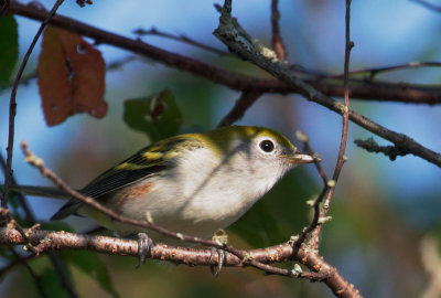 Chestnut-sided Warbler, male, nonbreeding plumage