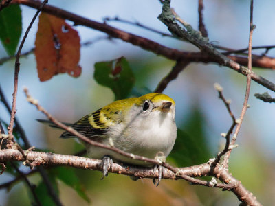 Chestnut-sided Warbler, male, nonbreeding plumage