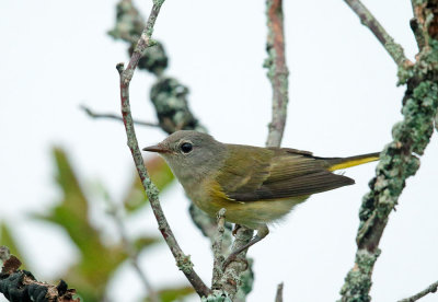 American Redstart, juvenile