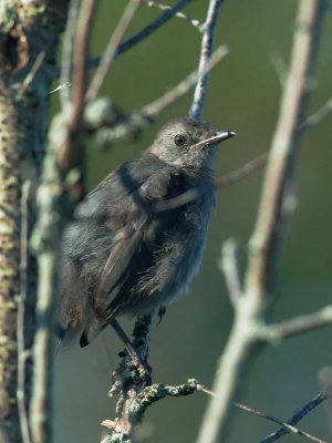 Gray Catbird, juvenile