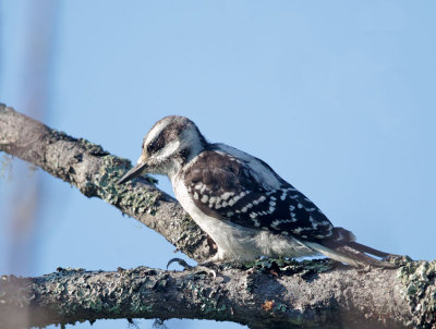 Hairy Woodpecker, female