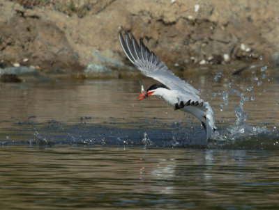 Caspian Tern, taking off with fish