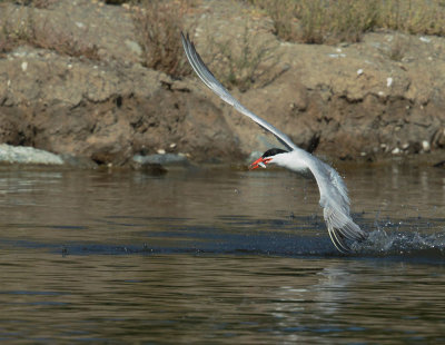 Caspian Tern, taking off with fish