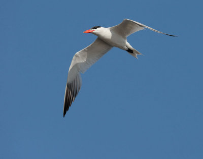 Caspian Tern, breeding plumage