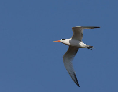 Elegant Tern, non-breeding plumage