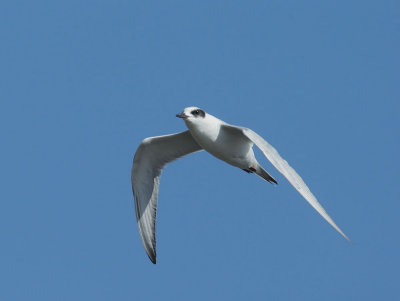 Forsters Tern, non-breeding plumage