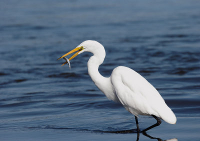 Great Egret, with fish
