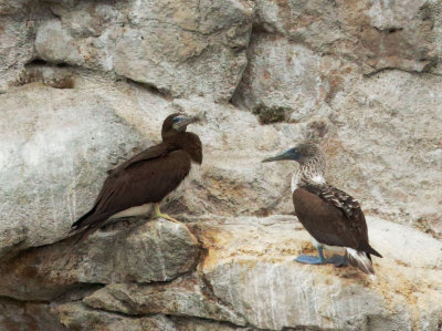 Brown Booby, female, and Blue-footed Booby