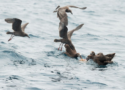 Black-footed Albatrosses and juvenile Western Gulls, feeding