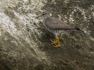 Wandering Tattler, breeding plumage