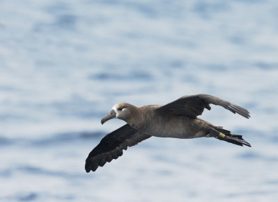 Black-footed Albatross, banded