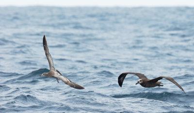 Black-footed Albatross and California Gull, juvenile