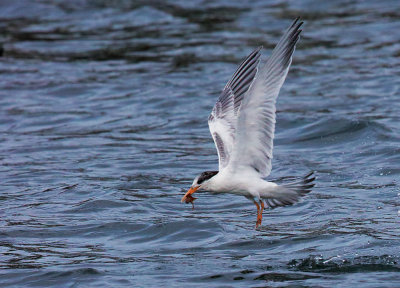 Elegant Tern, with catch