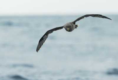 Northern Fulmar