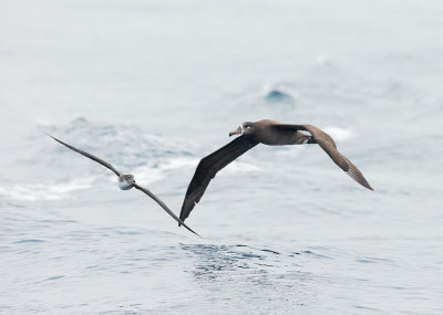 Black-footed Albatross and Pink-footed Shearwater