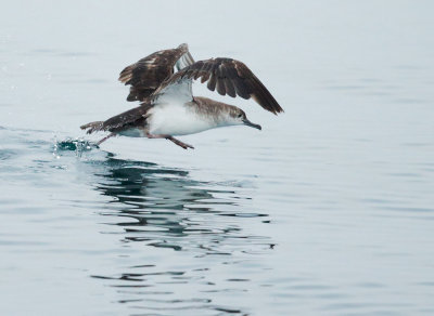 Black-vented Shearwater, taking off