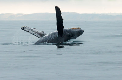 Humpbacked Whale, breaching, belly up