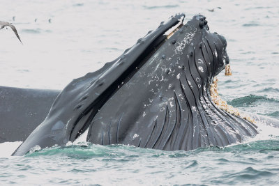 Humpbacked Whale, plunge-feeding