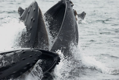 Humpbacked Whales, plunge feeding