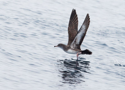 Pink-footed Shearwater, taking off