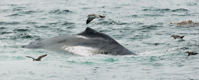 Humpbacked Whale with Seabirds